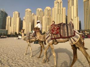 Photo #5 of Ultimate Stay / 3 Beds / Full Sea & JBR Beach View / Zen & Yoga Soul in Dubai, United Arab Emirates