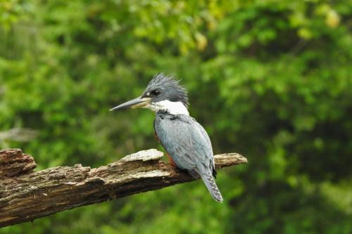 Photo #3 of HOUSE Of Rainbow in Tortuguero, Costa Rica