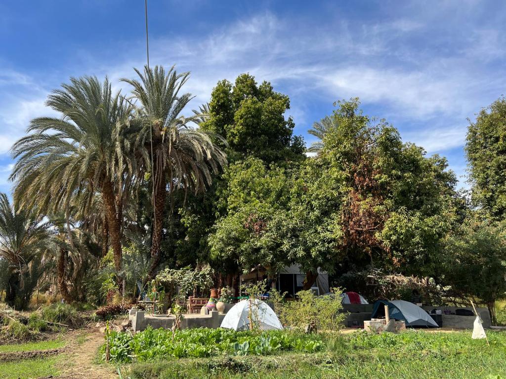 Photo of Salatoos Mango Garden and Guesthouse in Abu AR Rish Qebli, Egypt