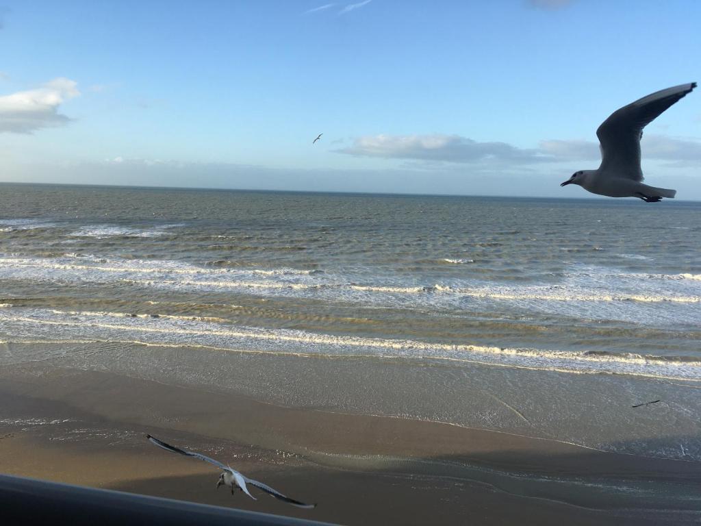 Photo #1 of Entre dunes et mer in Leffrinckoucke, France