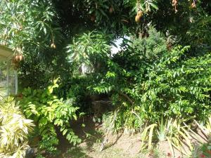 Photo #5 of Gîte MALOU in Pointe Noire, Guadeloupe