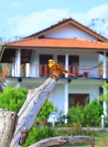Photo #4 of Pearl Cave Cabanas & Resturant in තංගල්ල, Sri Lanka