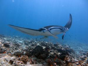 Photo #5 of Boutique Beach All Inclusive Diving Hotel in Dhigurah, Maldives