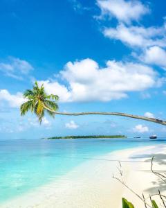 Photo #6 of Finimas Residence in Thaa Thimarafushi, Maldives