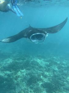Photo #5 of MAMELLO Beach Club Maldives in Alifu Alifu Atoll, Maldives