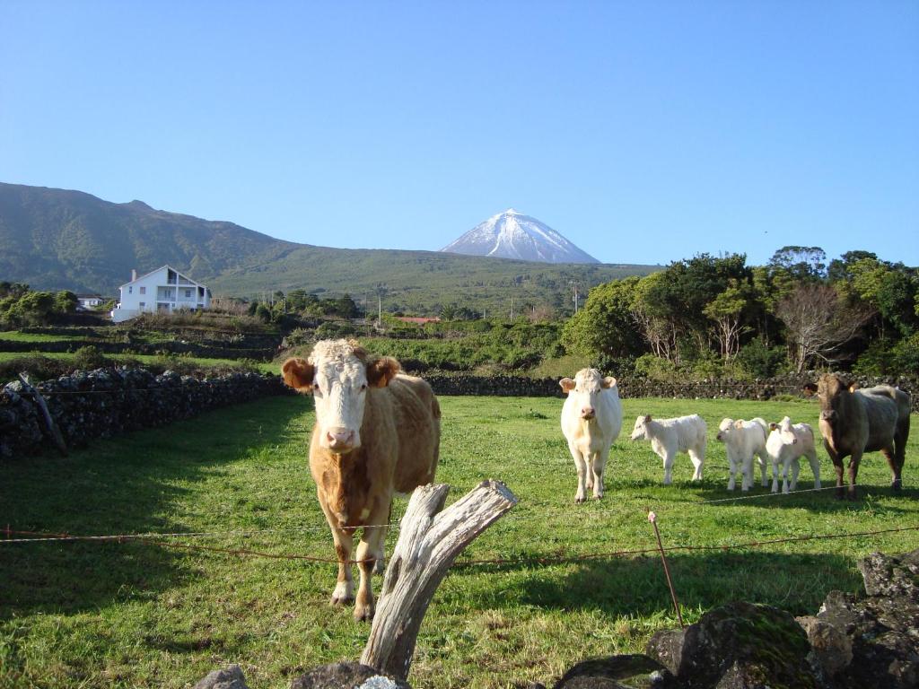 Photo #1 of Casa Do Canto in Faial, Portugal