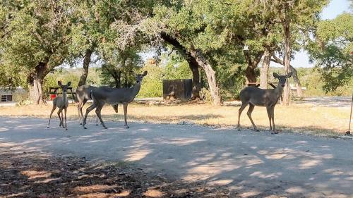 Photo #2 of Boulderdash Birdhouse Studio in Bandera, TX