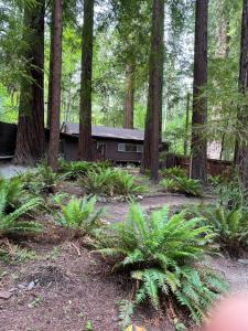 Photo #6 of The Groves at Redway Beach - Studio in Garberville, CA