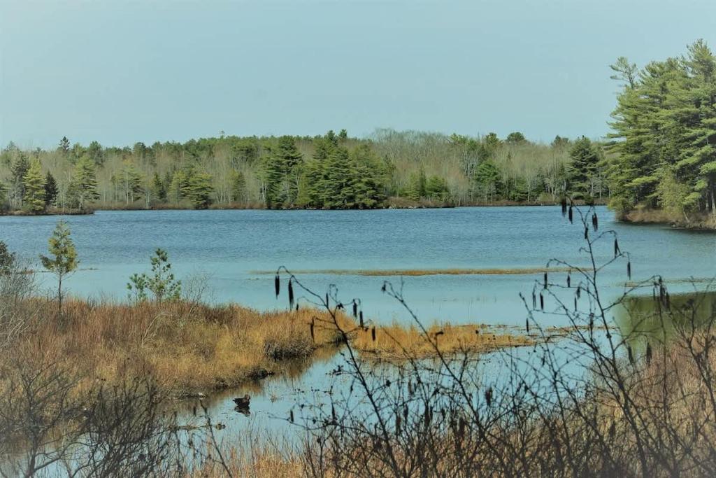 Photo of Somes Pond Island Cottage in Mount Desert, ME